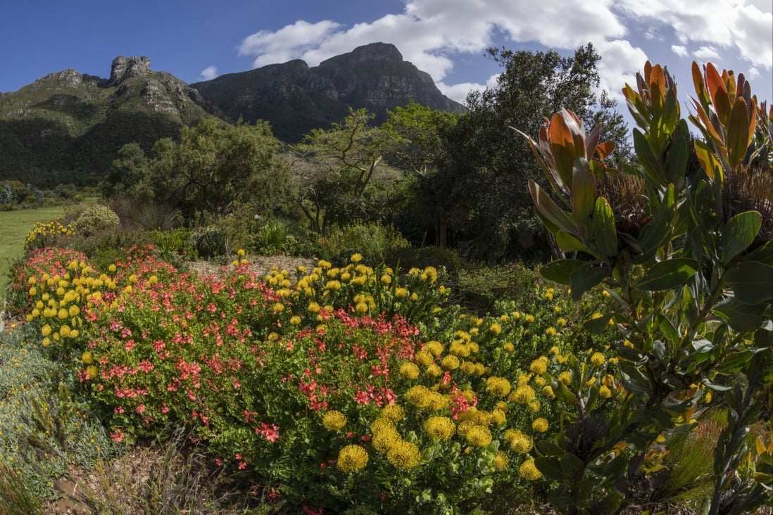 Indigeneous Fynbos flowers grow at the African National Biodiversity Institute’s Kirstenbosch Botanical Garden, in Cape Town, South Africa, on October 24. The pharmaceutical industry uses as many as 70,000 different species of plants, but unchecked development and economic expansion have led to biosphere degradation that could do serious harm to planetary and human health. Photo: EPA-EFE
