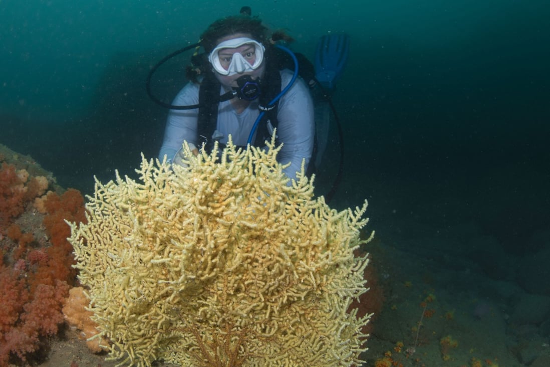 A diver admires coral in Hong Kong waters. A two-day event, “Tent, Tanks … and Trash!”, in November features dive-site clean-ups, counts of fish and corals, a hunt for ghost fishing nets and campfire conservation classes. Photo: Simon Lorenz/Sai Kung Scuba