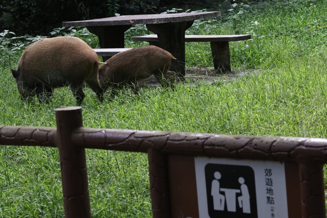 Wild boars in Aberdeen Country Park on October 6. Photo: K.Y. Cheng