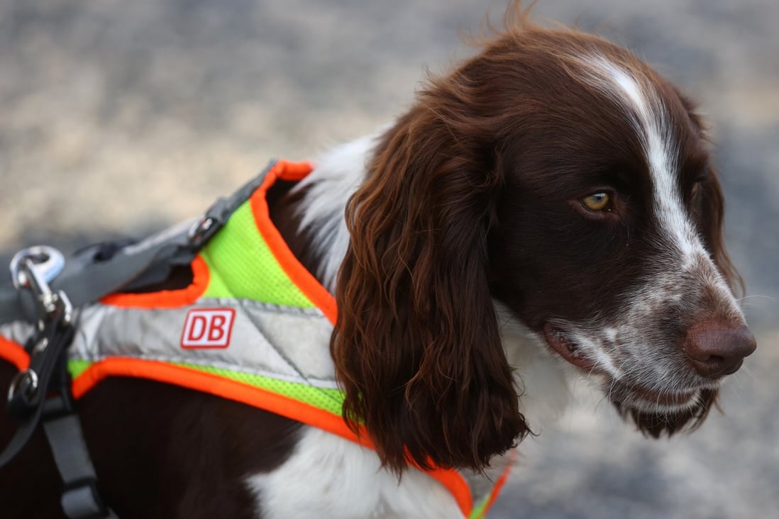A sniffer dog in Germany. File photo: Reuters