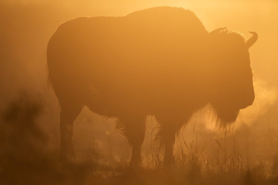 A plains bison at Elk Island National Park in Alberta, Canada. From there, herds have been despatched to six provinces, revitalising both nature and people. Photo: Daniel Allen