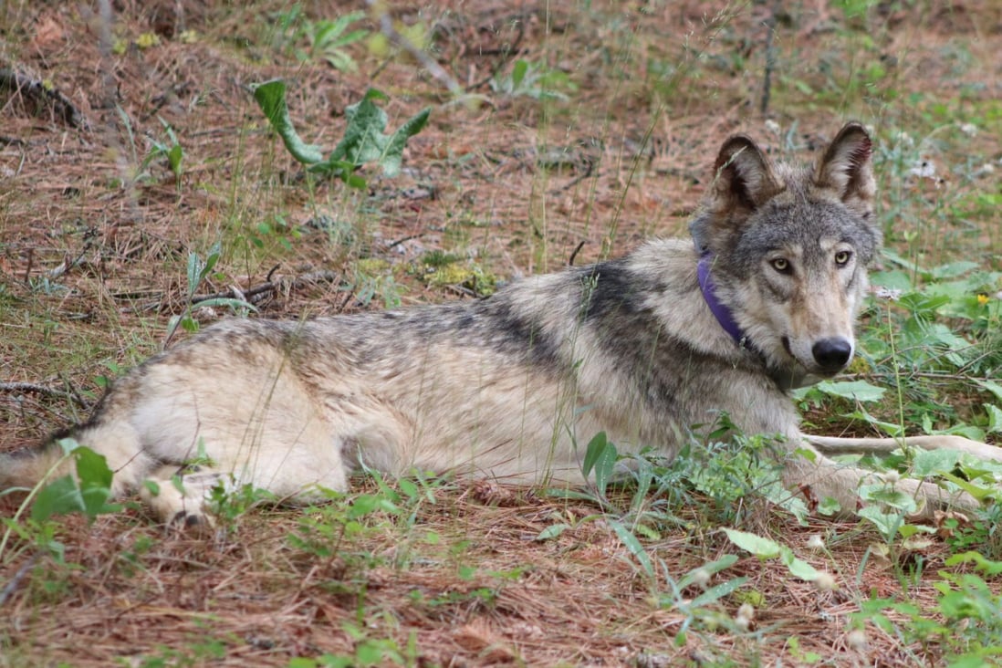 The gray wolf OR-93, shown near Yosemite National Park in February, travelled from Oregon to Southern California in search of territory and female mates. Photo: Austin Smith/Confederated Tribes of Warm Springs via TNS