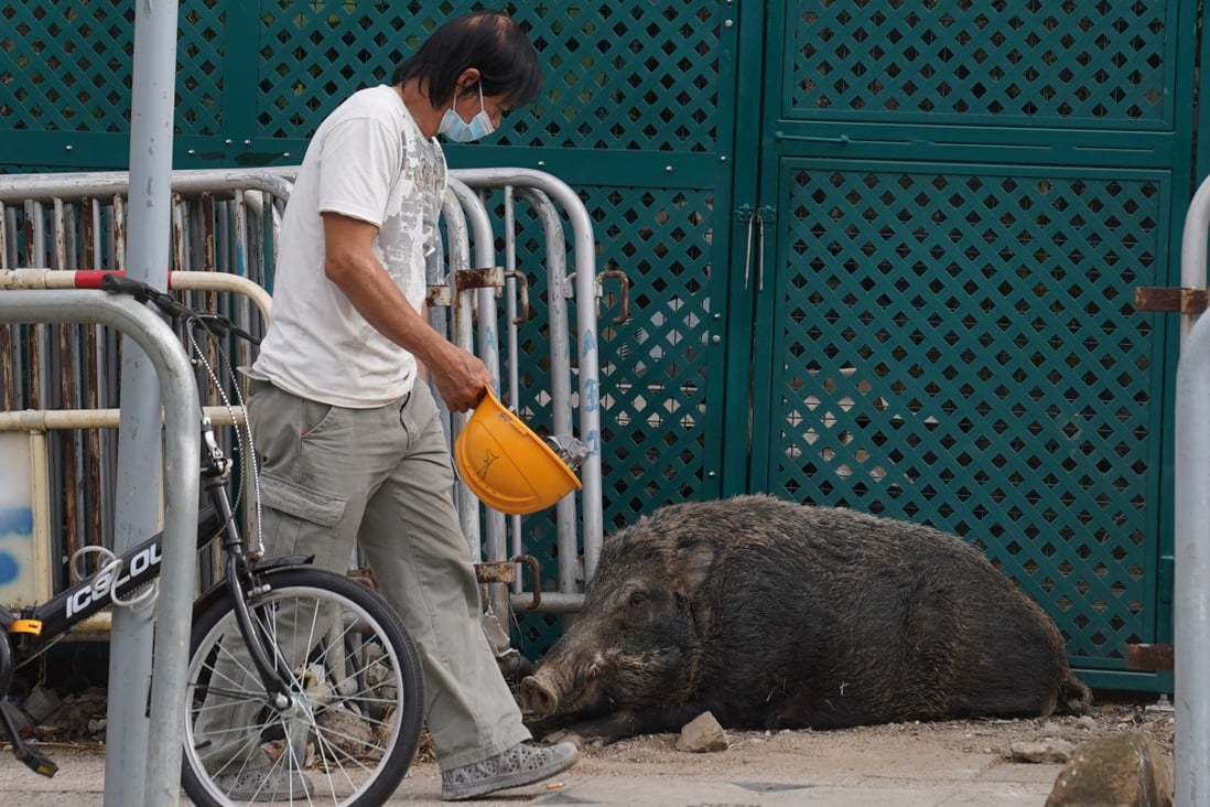 A man walks past a wild boar in Sham Wan on November 17. Hong Kong has decided to capture and kill boars in urban areas. Photo: Sam Tsang