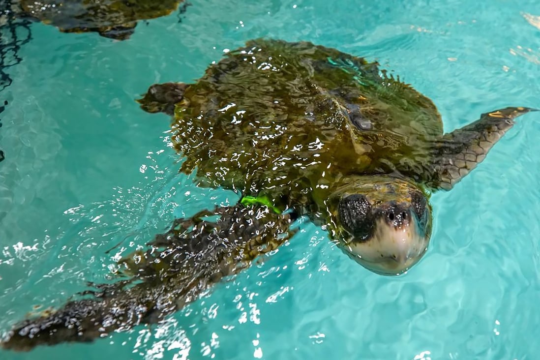 Kemp’s ridleys sea turtles are an endangered species. Photo: AP 