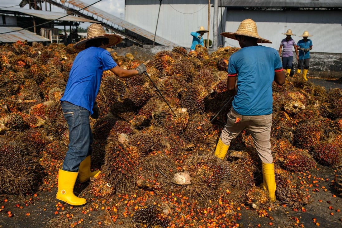 Workers inspect the quality of palm oil fruits at a factory in Sepang, outside Kuala Lumpur, in November 2014. Malaysian palm oil firms are among those being targeted by Western lawmakers and regulators over concerns about forced labour. Photo: AFP