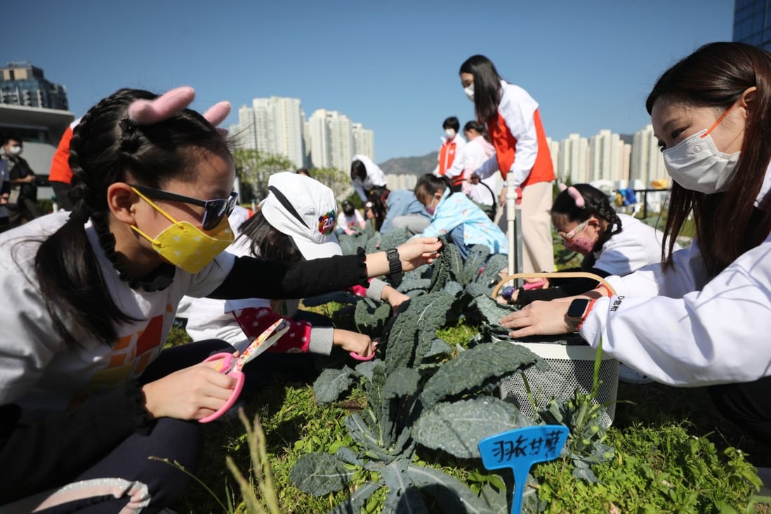 Children pick vegetables at the rooftop farm in Skyline Tower with Sino Group staff. Photo: Xiaomei Chen