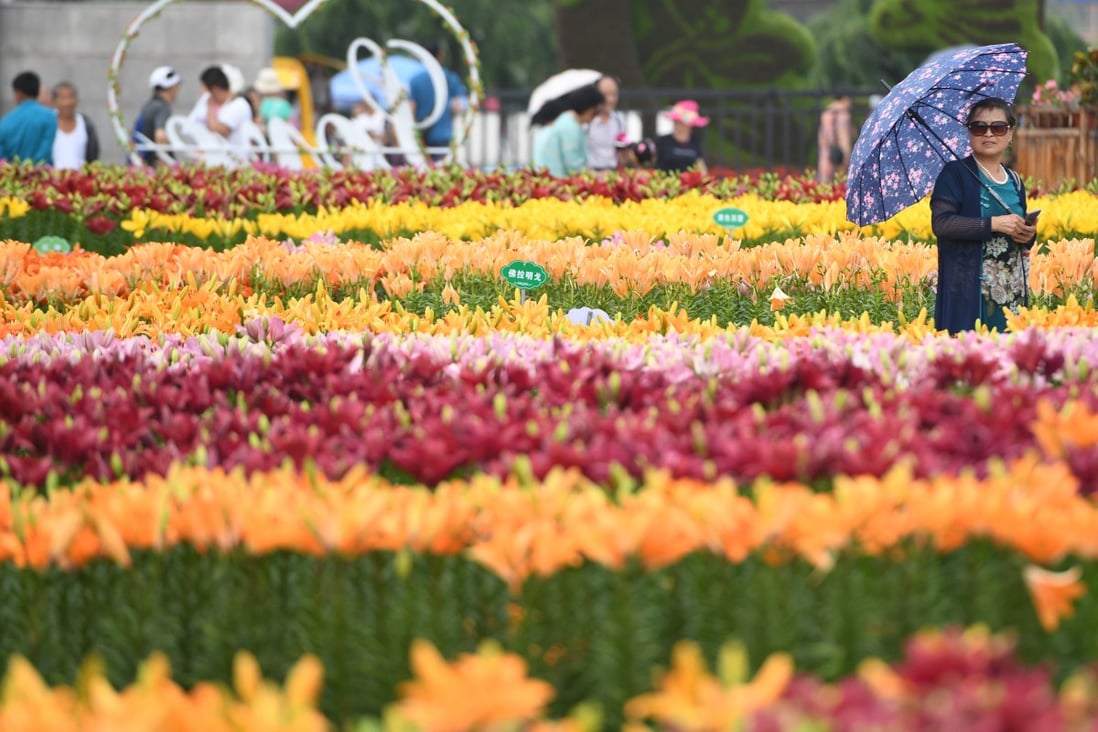 Lilies in full bloom at Changchun Park in northeast China. They are among flowers that flourish when grown in Canton mud - soil from the bottom of fish ponds that drains well. Photo: Xinhua