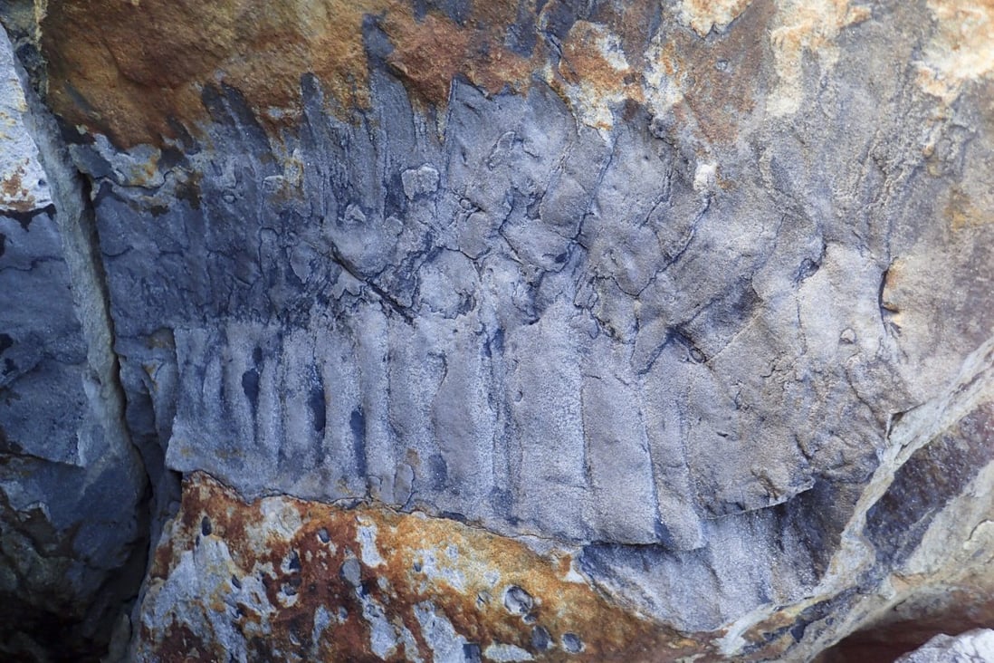 A fossilised section of a giant millipede in a sandstone boulder in northern England. Credit: Neil Davies 