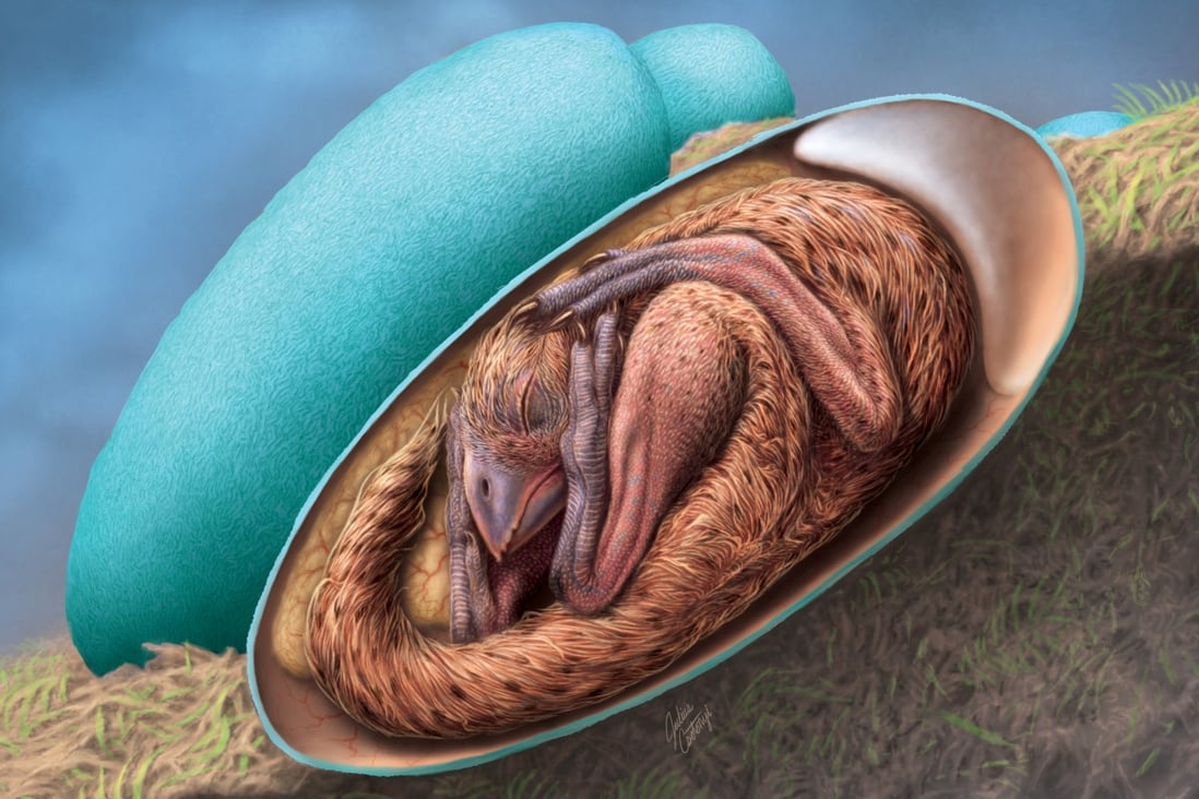 An artist’s reconstruction of a baby oviraptorosaur in its egg. Image: Julius Csotonyi/Handout