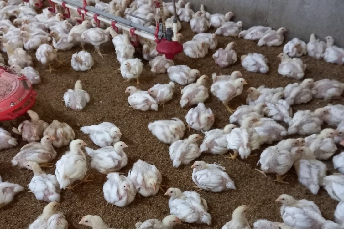 South Korean farms regularly ship their chickens for slaughter before they reach 30 days old to avoid illnesses developing. Photo: Korean Poultry Association/Handout