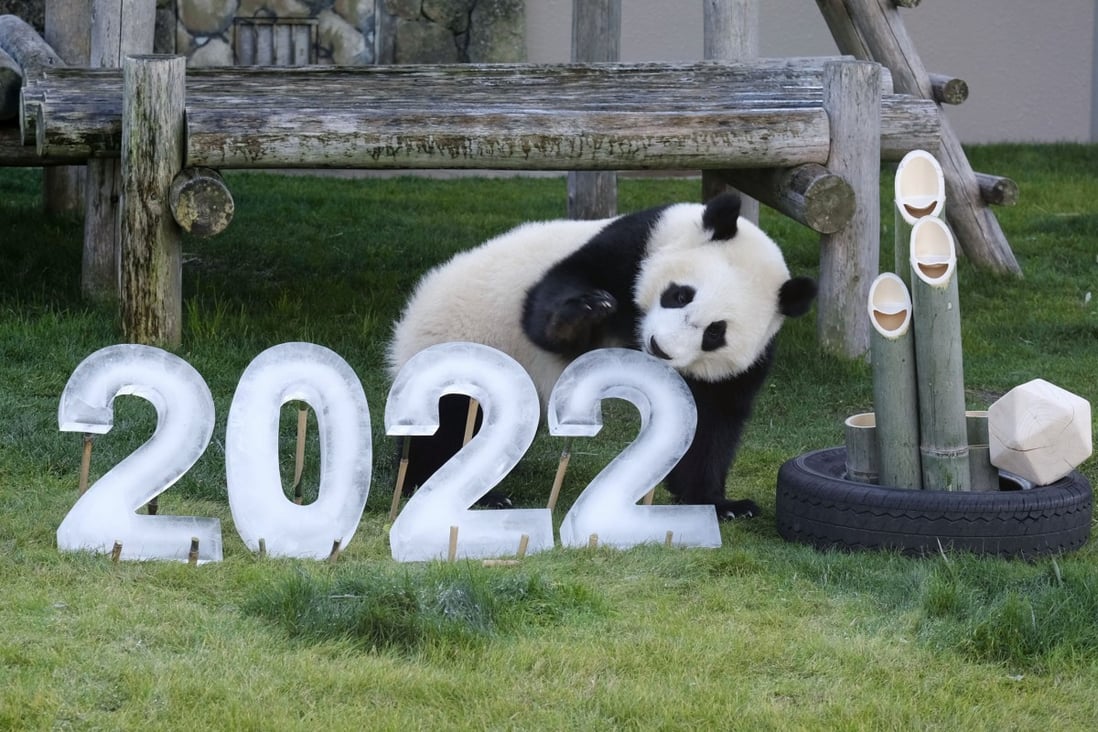 One-year-old giant panda Fuhin is given a “kadomatsu” traditional Japanese decoration for New Year and ice blocks on Dec. 27, 2021, carved into the numbers of 2022 in celebration of the coming year at the Adventure World amusement park in Shirahama, Wakayama Prefecture, western Japan. Photo: Kyodo