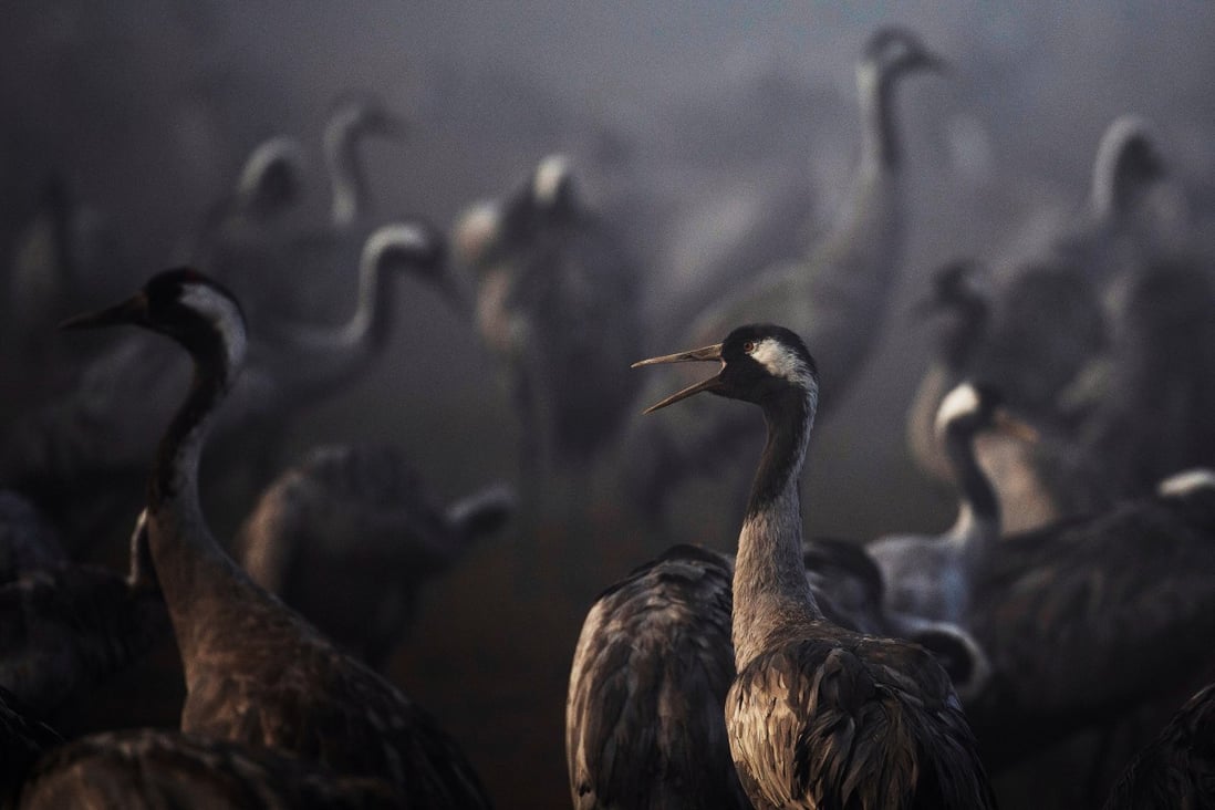 Cranes gather during the migration season on a foggy morning at Israel’s Hula Nature Reserve in November 2020. Photo: Reuters