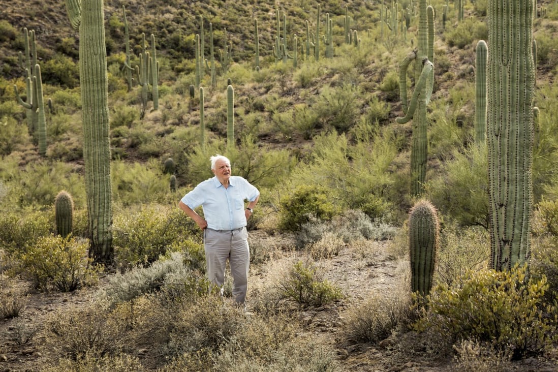 Sir David Attenborough in the Sonoran Desert in the US state of Arizona in an episode of the BBC’s The Green Planet, which tackles climate change from the perspective of plants. Photo: BBC Studios/Paul Williams