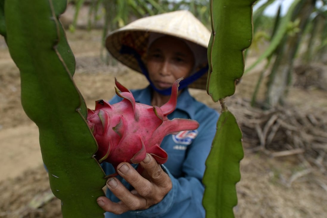 Chinese cities in Zhejiang and Jiangxi provinces have reported coronavirus traces on Vietnamese dragon fruit. Photo: AFP