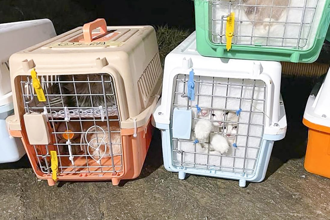 Thirty-seven pedigree kittens and puppies were confiscated alongside loads of frozen bull and deer penises in a joint anti-smuggling operation. Photo: Handout