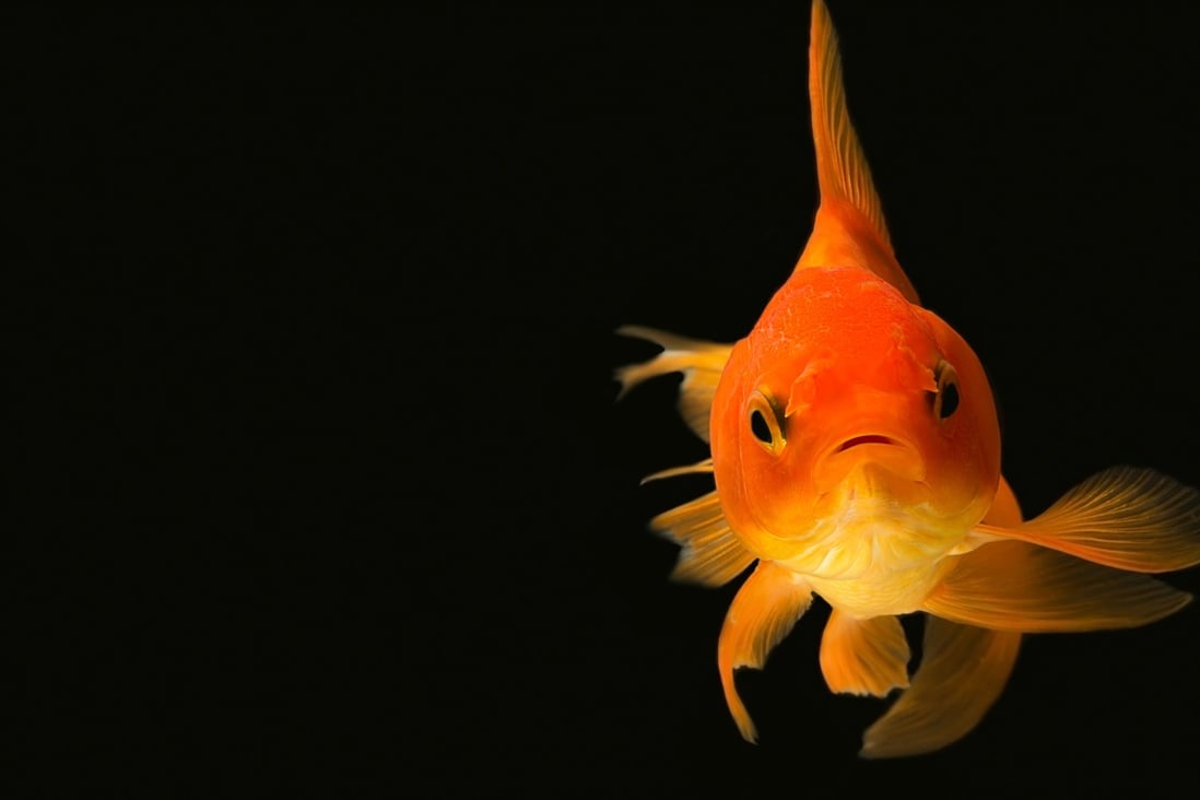 The experiment shows goldfish have the cognitive ability to learn a complex task in an environment completely unlike the one they evolved in, the study’s author says. Photo: Shutterstock