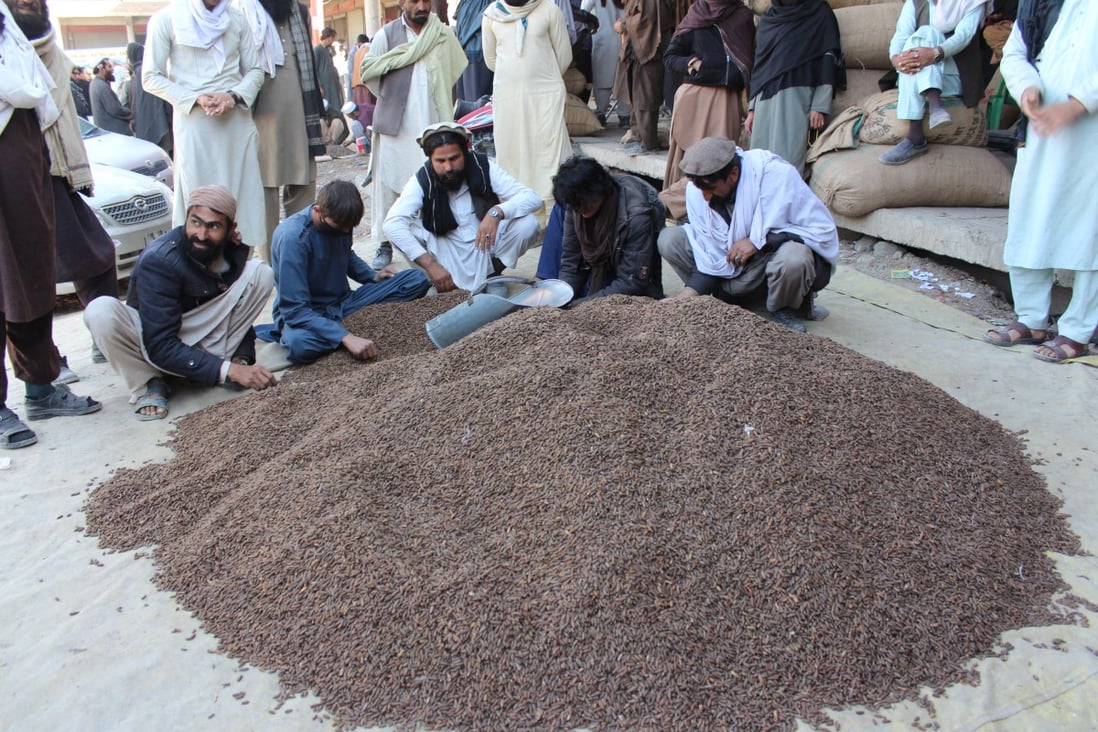 Pine nuts are a valuable export for Afghanistan. Photo: Getty Images
