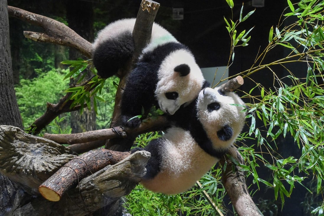 Twin giant pandas Xiao Xiao and Lei Lei play at Ueno Zoological Gardens in Tokyo. Photo: AFP