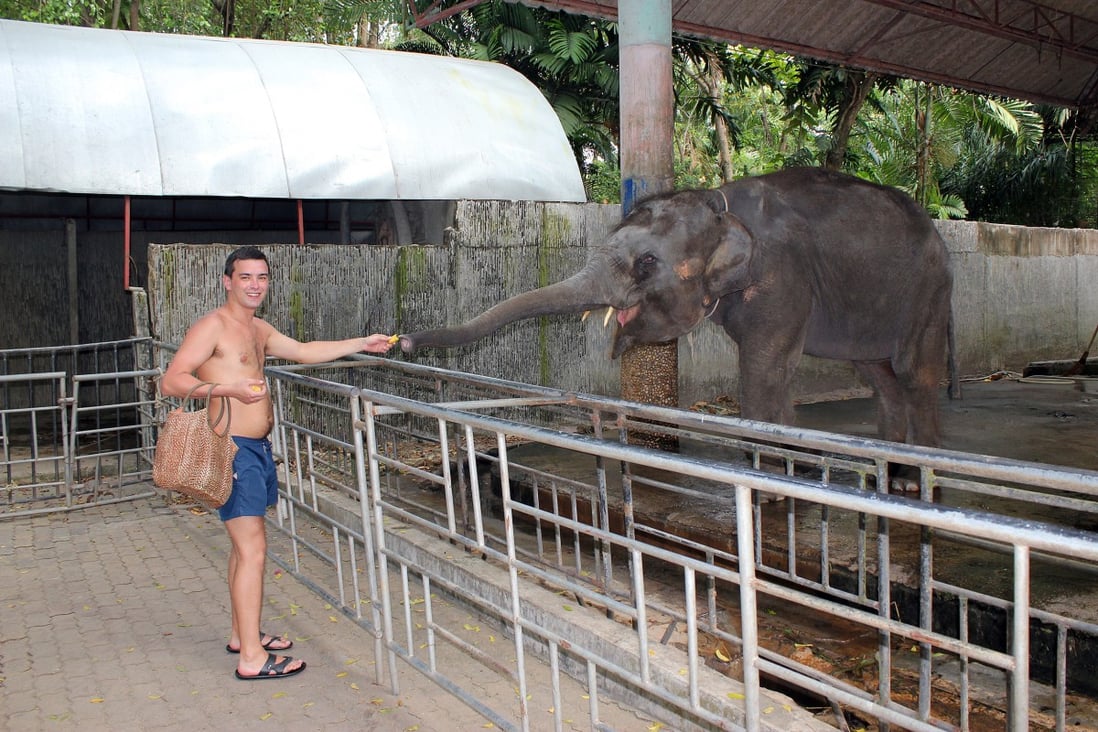 A man feeds an elephant at Phuket Zoo, in Thailand, which has now closed down. Photo: Shutterstock