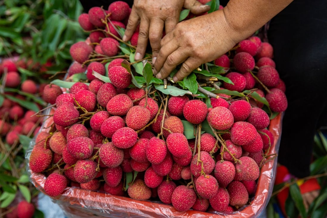 The history of the beloved lychee stretches back thousands of years, but its origins were a mystery. Photo: Getty Images