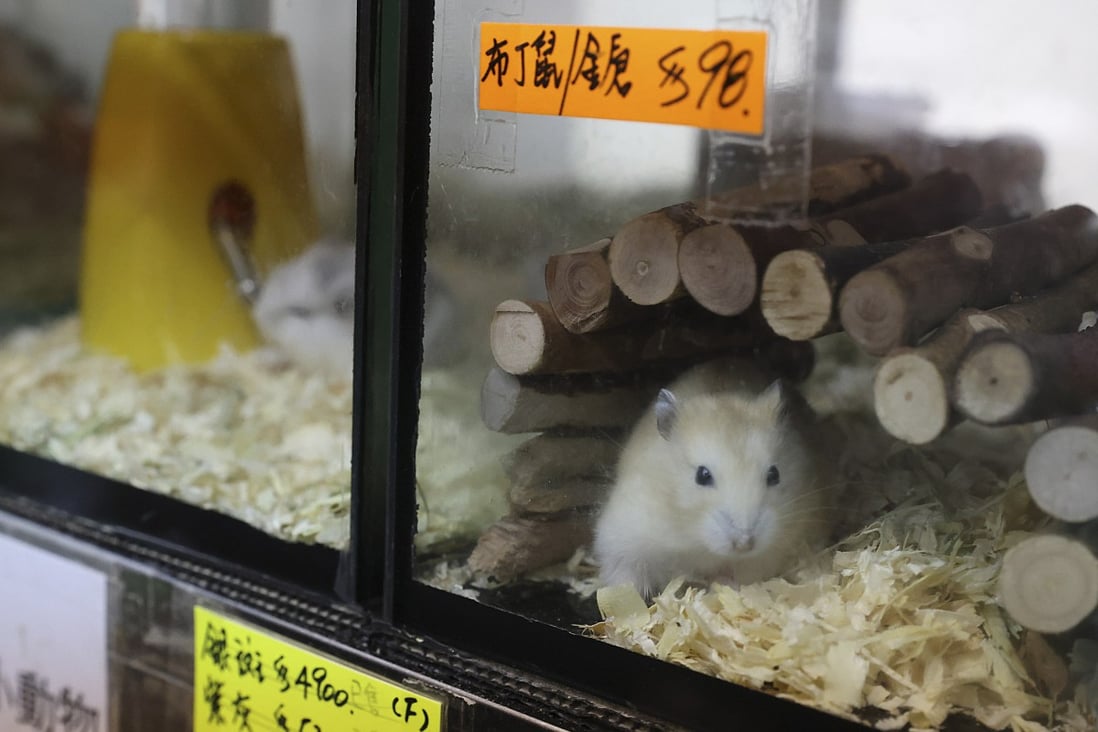 First boars, now hamsters. Can Hong Kong let its animals be? South