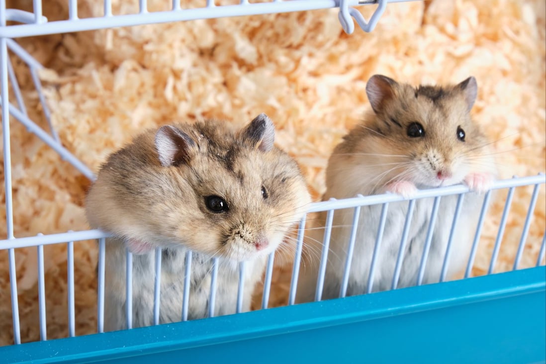 Hong Kong authorities have asked pet shops and owners to hand over about 2,000 hamsters for a mass cull. Photo: Shutterstock
