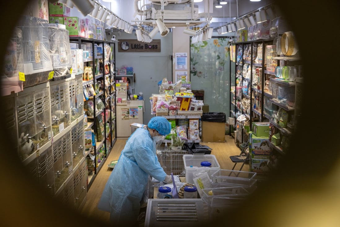 An officer from the Agriculture, Fisheries and Conservation Department works in the Little Boss pet shop in Hong Kong on January 19. The government has called on pet owners to surrender their hamsters for culling amid suspicions of animal-to-human Covid-19 transmission. Photo: EPA-EFE 