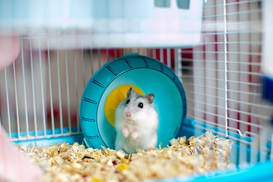 The Agriculture, Fisheries and Conservation Department made the call to cull about 2,000 hamsters earlier this week. Photo: Shutterstock 