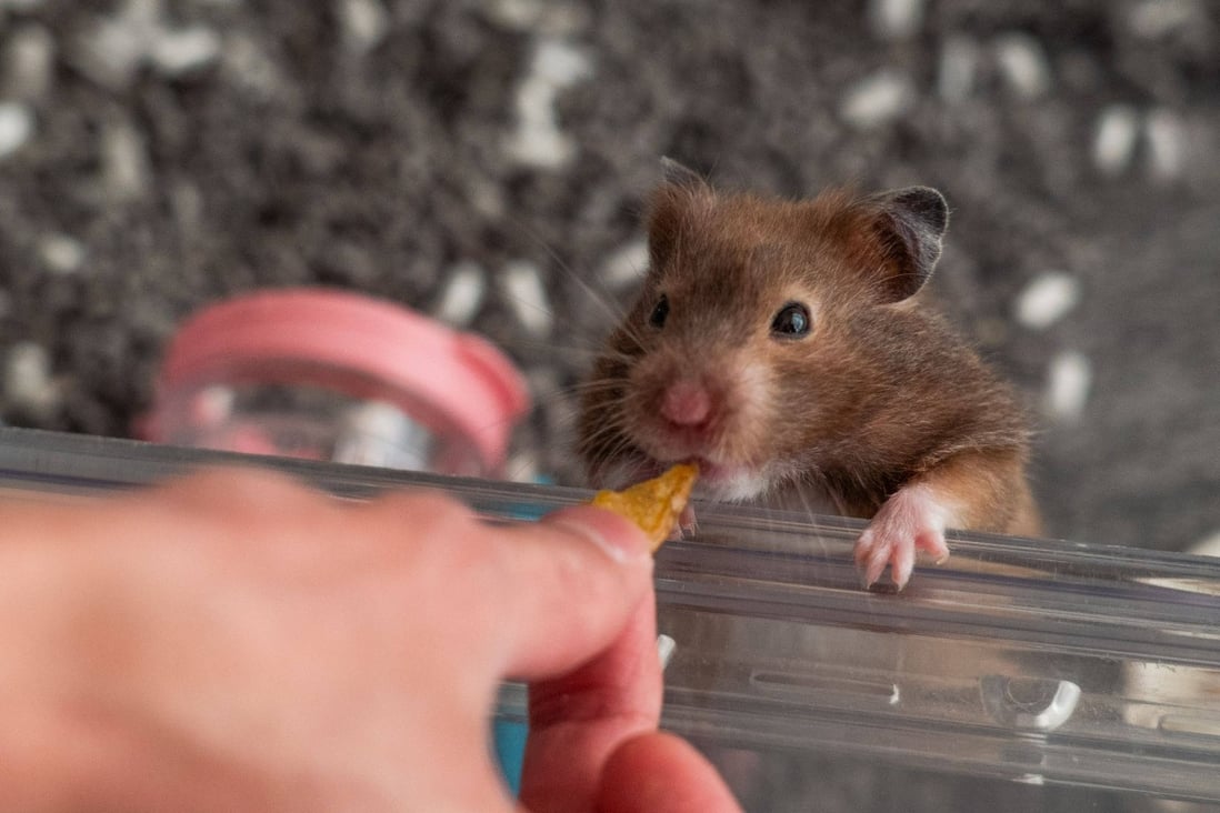 Hong Kong’s hamster cull sends the message that pets are disposable