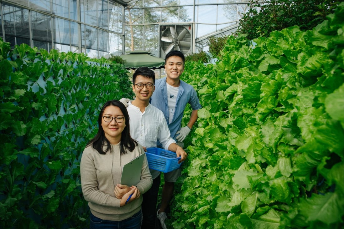 (From left) Mandy Tam, Fung Leung and Victor Lo, the co-founders of Guangdong Shining Farm. Photo: Handout
