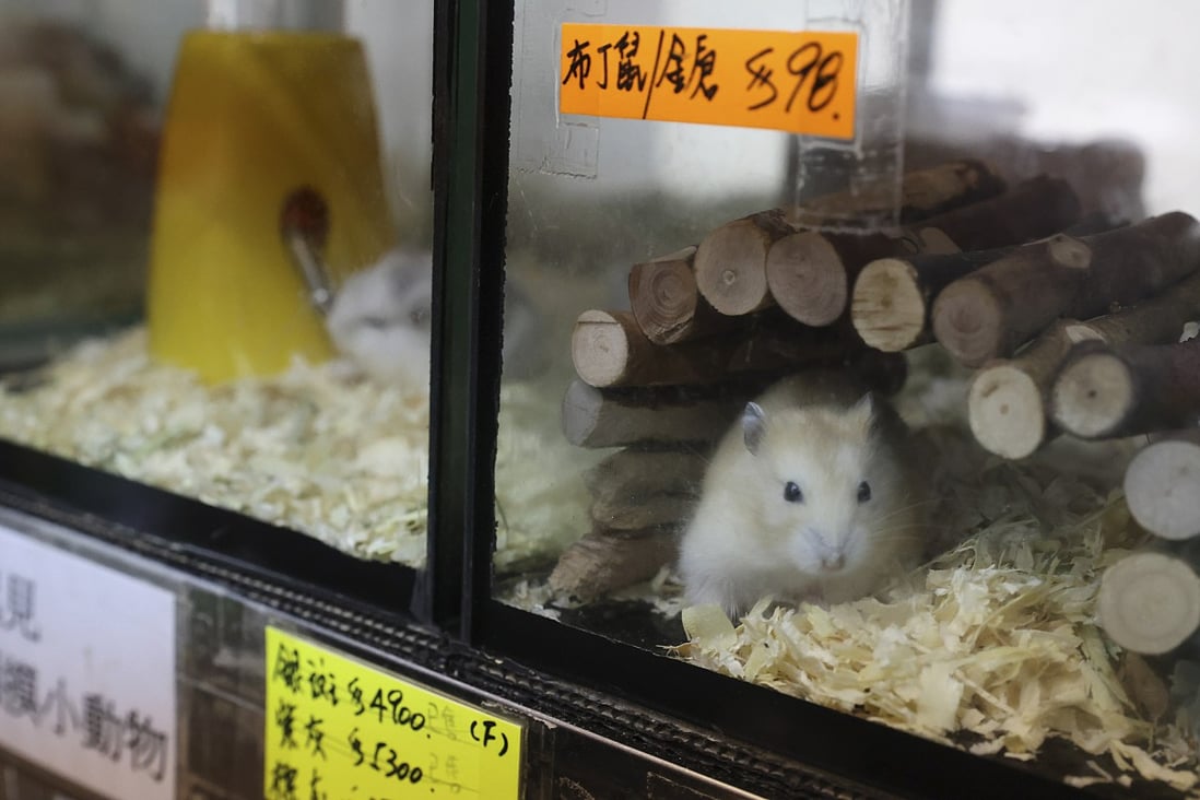 Hong Kong pet store owner calls for better communication from authorities  as stores reopen after temporary closure | South China Morning Post