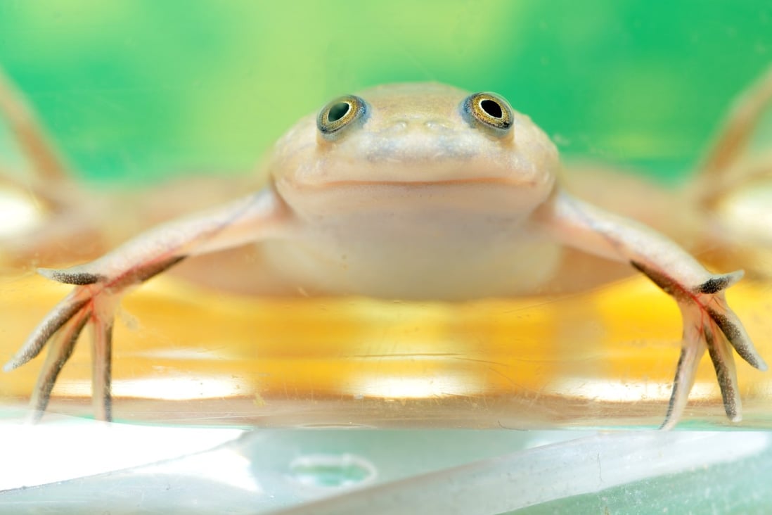 Scientists are now able to regrow frog legs. Will it pave the way for