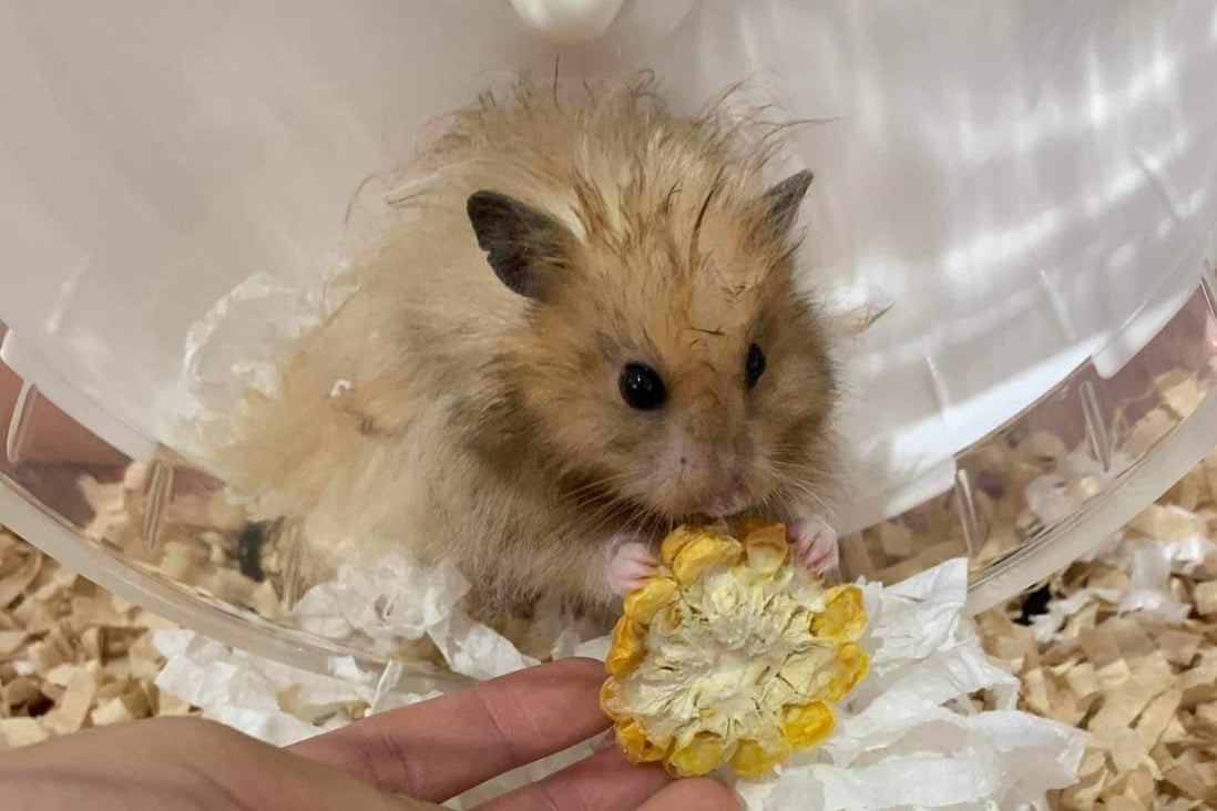 Coronavirus: Hong Kong hamster owners dump pets as health authorities  proceed with cull over fears of animal-to-human transmission | South China  Morning Post