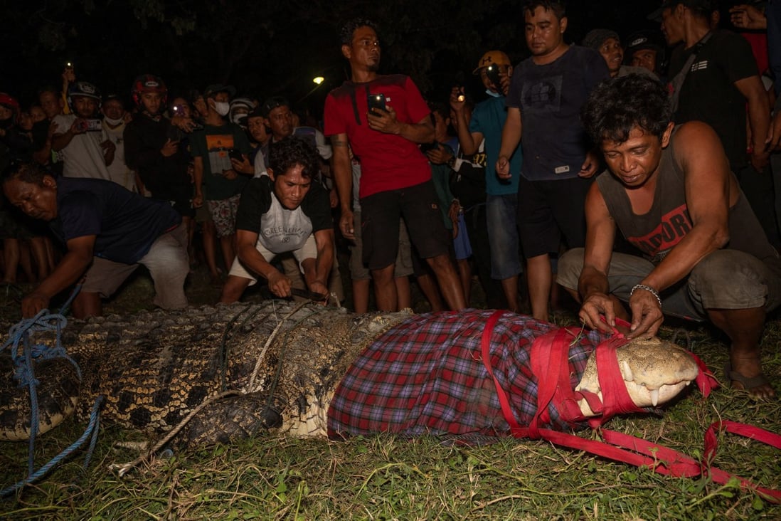 Indonesian crocodile stuck in tyre freed from five-year ordeal | South