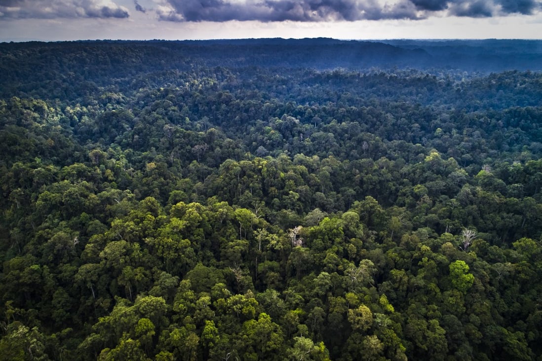 An aerial view of forest in East Kalimantan, where spirits and ghouls are said to reside. Photo: Rainforest Action Network Handout