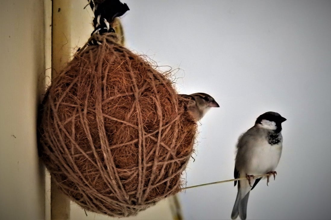 The bird men of Delhi, saving sparrows, black kites and 'All That ...
