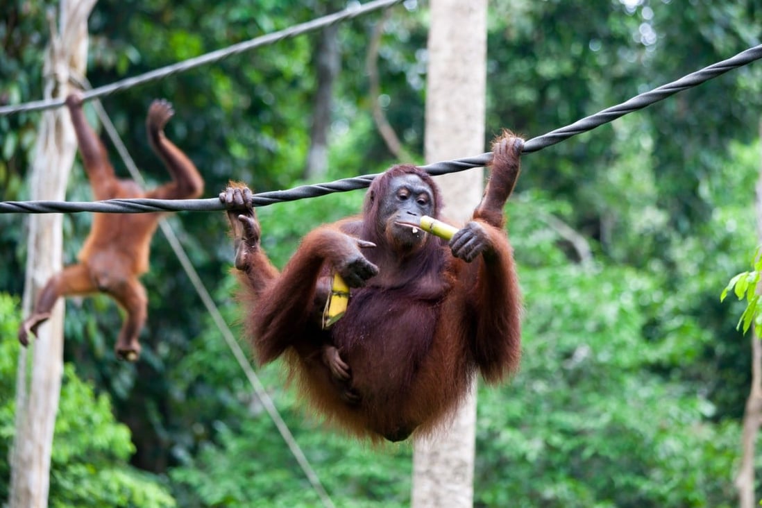 An orangutan chews on some bamboo in Borneo, Malaysia, site of a rehabilitation centre for the great apes. It’s one of  relatively few wildlife attractions that put animals first. Photo: Getty Images