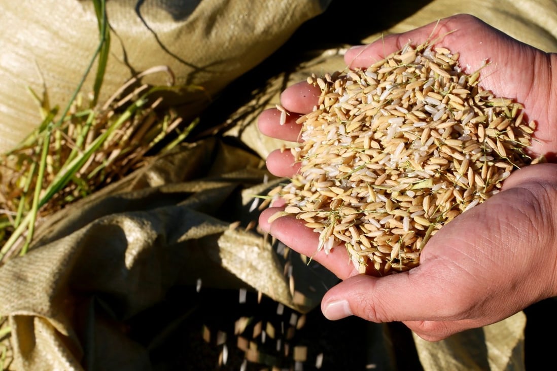 Rice that can survive salinity is being grown in northern China. Photo: Imagine China