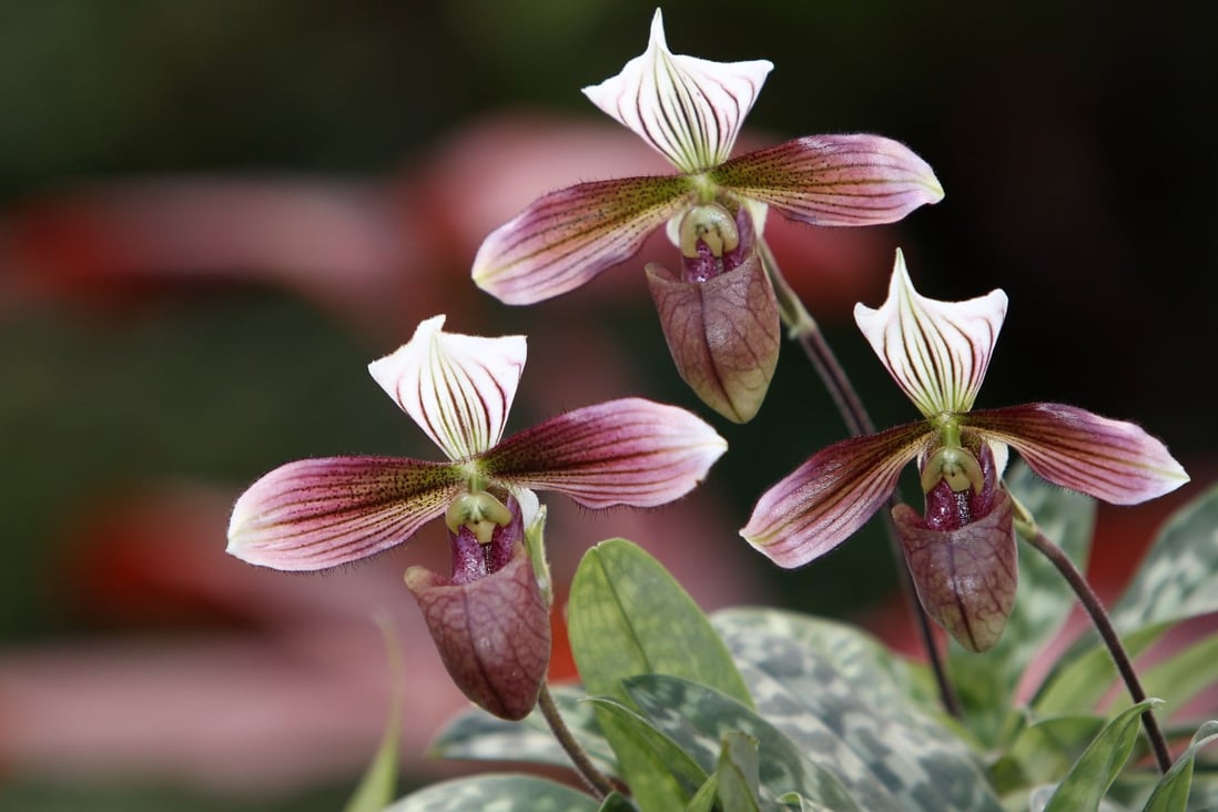 A Hong Kong slipper orchid. Amateur Hong Kong botanist JL Youngsaye spent more than five  decades following and sharing his passion for wild orchids. Photo: SCMP 