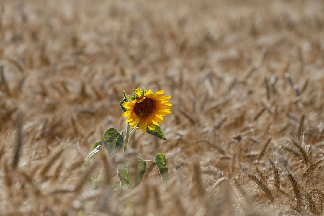 A sunflower is seen on a wheat field near the village of Zhovtneve, Ukraine, in July 2016. This former Soviet state has over the past two decades become a breadbasket to the world. Photo: Reuters 
