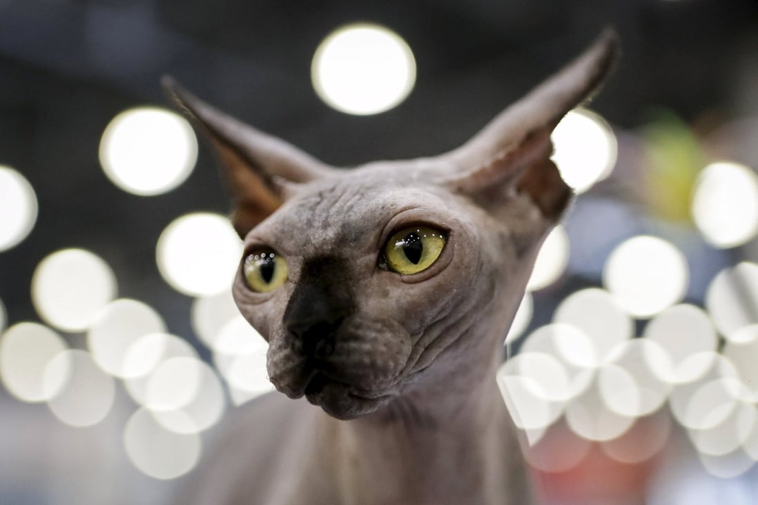 A Sphynx cat at the International Cat Show in Moscow in 2016. Federation Internationale Feline has banned Russian cats from international competition. File photo: Reuters