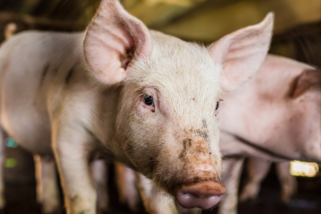 Japanese encephalitis virus spreads from pigs to humans in Australia