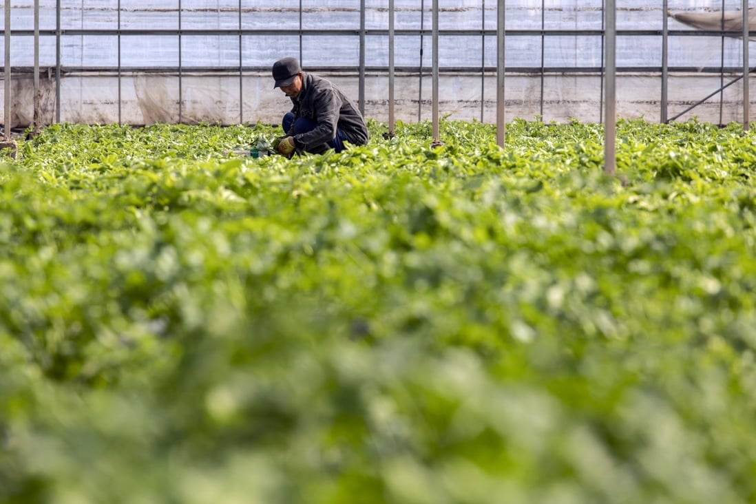 There is no room for complacency in food security, Chinese President Xi Jinping says. Photo: Bloomberg
