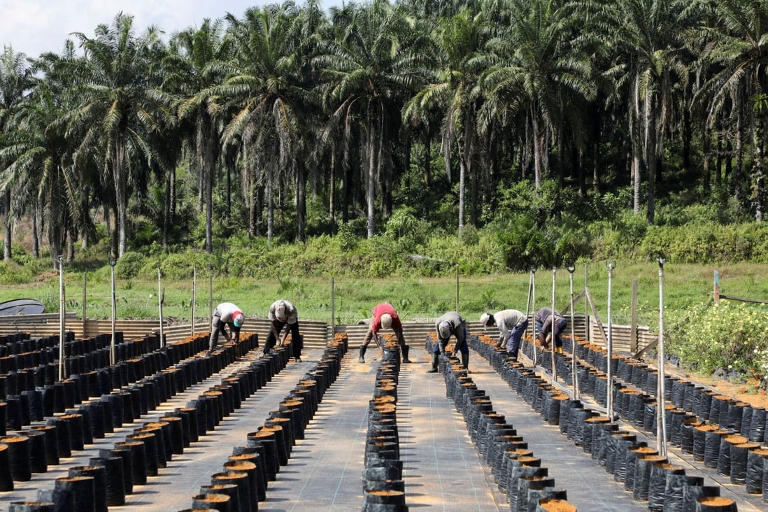 Workers plant oil palm seeds at an oil palm plantation in Slim River, Malaysia in August 2021. Photo: Reuters 