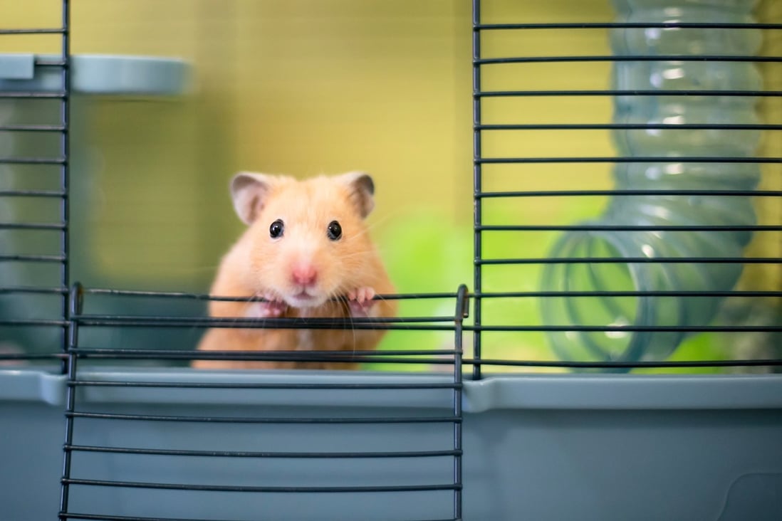 A joint study has found that Syrian hamsters can get infected and transmit the coronavirus to humans. Photo: Shutterstock