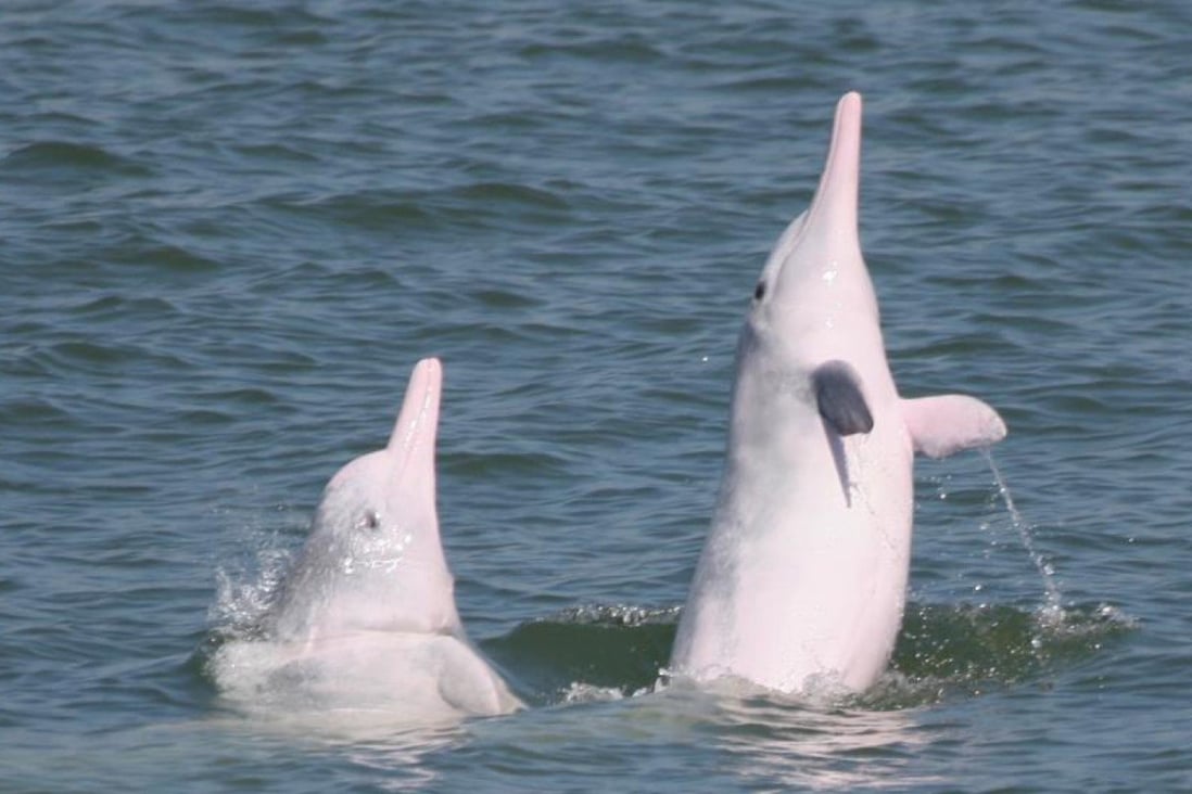 Chinese white dolphin numbers in Hong Kong waters have been falling for years, but in 2021 only two were found washed up dead on beaches, probably because Macau ferry services were halted. 