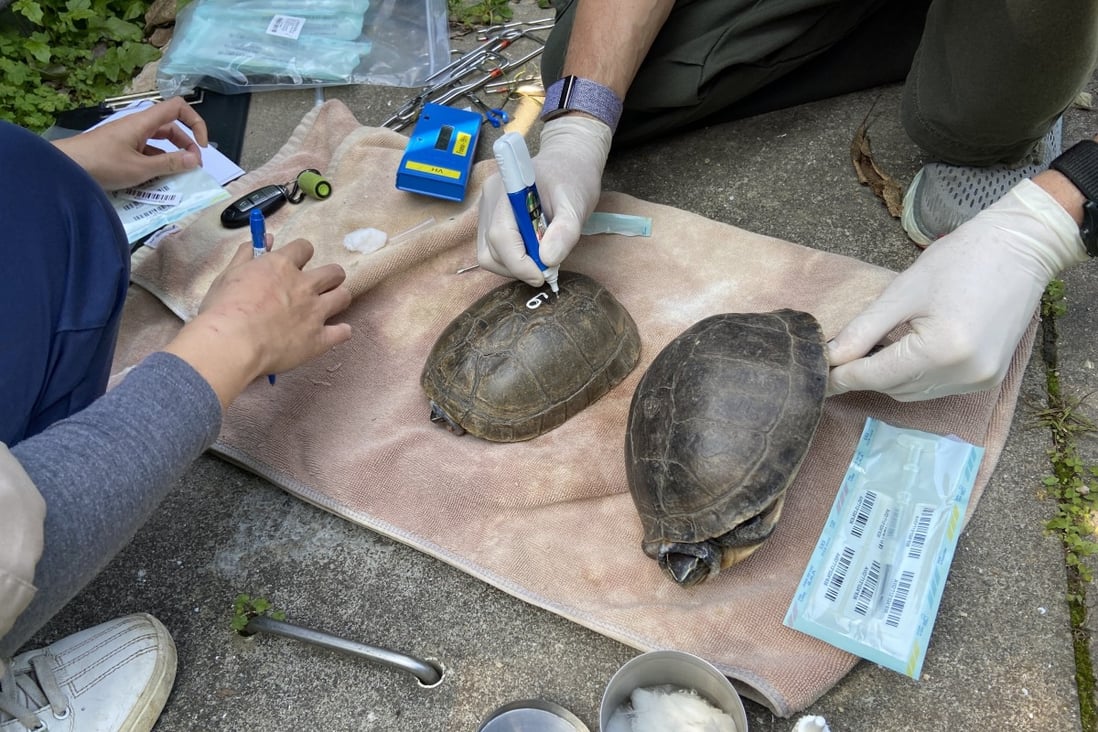 Two endangered Malayan box turtles that were seized by  Hong Kong authorities in 2010 are prepared for their journey.  Photo: courtesy of KFBG