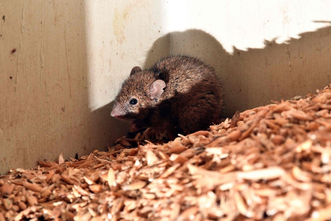 The mice could once more sire pups four to six weeks after they were taken off the drug. Photo illustration: AFP