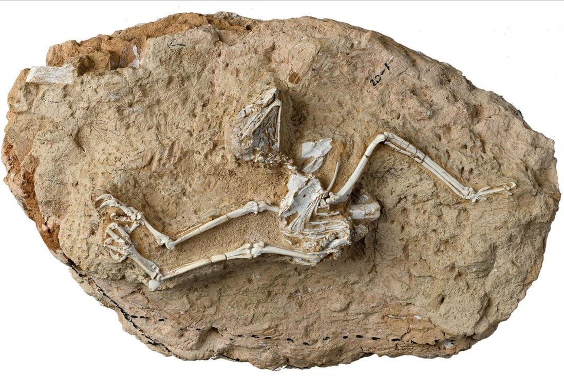 The fossil of an owl that was active in daytime was found near the Tibetan Plateau. Photo: Chinese Academy of Sciences