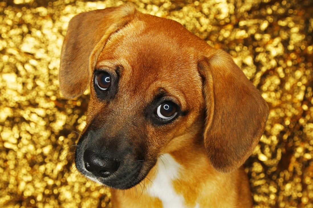 Discover the Most Beautiful cute dogs eyes in the World